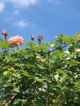 IMG_7143.JPG