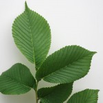 gardenersdream-ulmus-glabra-60-90cm-2-3ft-bare-root-wych-elm-native-trees-hedge-hedges-p707-6730_image.jpg