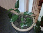 IMG00002-20090130-1911.jpg