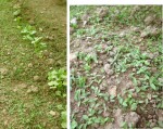mauvaise herbe.jpg