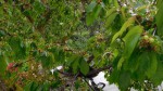 cerises au 25-4-2020.jpg