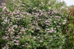 DSC02761.jpg