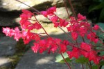 Heuchera-1129Aj.JPG