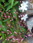 J. grandiflorum-1135aJ.JPG