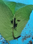 parasite_cerisier.jpg