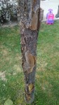 Paulownia