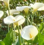 IMG_20200426_171915.jpg