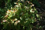 DSC02766.jpg