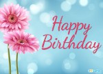 joyeux-anniversaire-fleur-gerbera-anglais.jpg