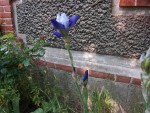 Iris bleu.JPG