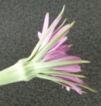 fleur 1.jpg