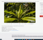 FLEURS ET BOURGEONS MAGNOLIA.gif