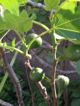 IMG_7192.JPG