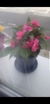 Impatiens encore bien..