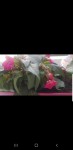 Impatiens qui tombent... fleurs et tiges...