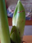 P1010348 - Copie.JPG