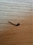insecte