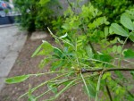 DSC07061.JPG