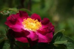 DSC02783.jpg