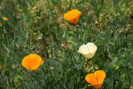 DSC02785.jpg