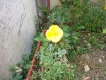 Fleur-1.JPG