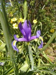 iris.jpg