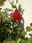 rose2.jpg