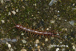 decomp_lithobius.jpg