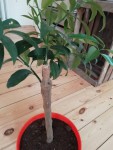 kumquat 3