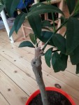 kumquat 2