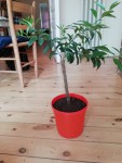kumquat 1