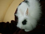 PICT neige.jpg