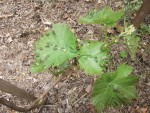 Chasselas-2.JPG