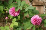 DSC02798.jpg