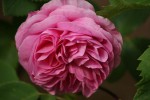 DSC02797.jpg