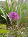 allium.jpg