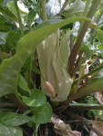 arum.jpg