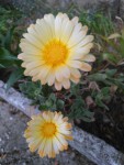 calendula.jpg