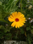 calendula2.jpg