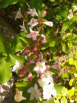 weigelia2.jpg
