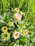 Erigeron glaucus.jpg