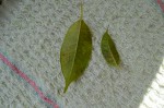 DSC_0369.JPG