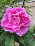 IMG_7249.JPG