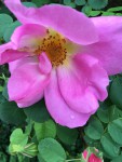 IMG_7250.JPG