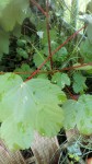 Bas de la plante