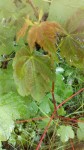 Haut de la plante
