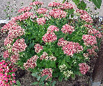 716px-Fetthenne_Sedum_spectabile.jpg
