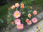 DSCN0723.JPG