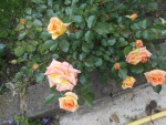 DSCN0707.JPG