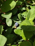 IMG_20200501_Plante à baies.jpg